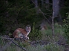 Ilves